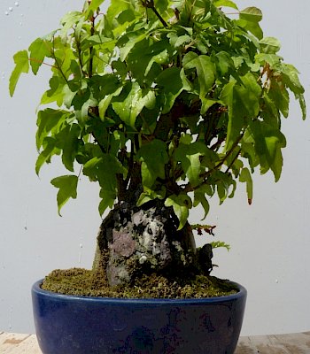 Acero Buergerianum (su roccia)