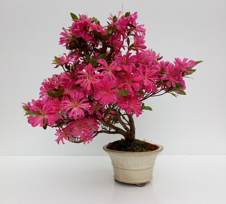 Gallery Azalea (Rhododendron Indicum) - azalea-rhododendron-indicum-1.jpg