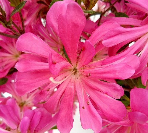 Gallery Azalea (Rhododendron Indicum) - azalea-rhododendron-indicum-2.jpg