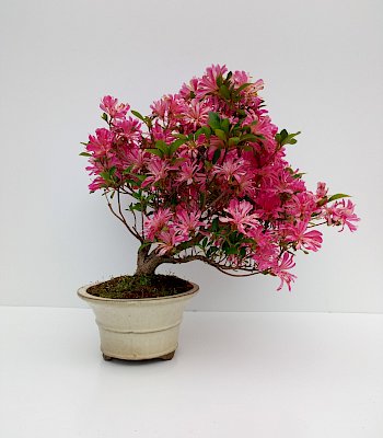 Azalea (Rhododendron Indicum)
