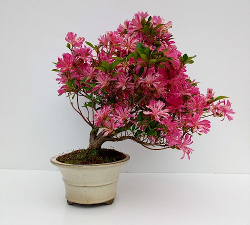 Gallery Azalea (Rhododendron Indicum) - azalea-rhododendron-indicum.jpg