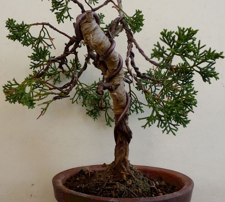 Gallery Ginepro (Juniperus chinensis) - ginepro-juniperus-chinensis-1.jpg
