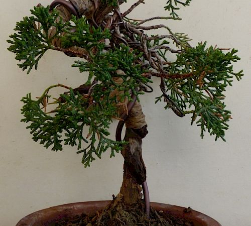 Gallery Ginepro (Juniperus chinensis) - ginepro-juniperus-chinensis-2.jpg