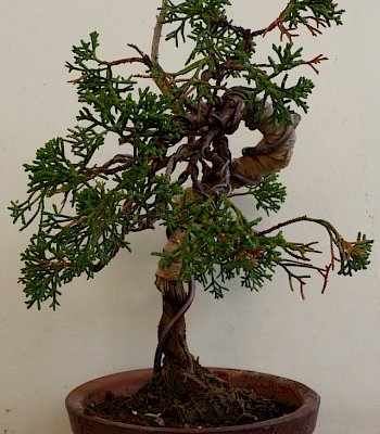 Ginepro (Juniperus chinensis)