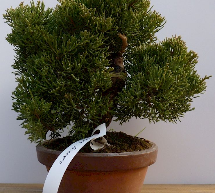 Gallery Ginepro (Juniperus chinensis) - ginepro-juniperus-chinensis.jpg