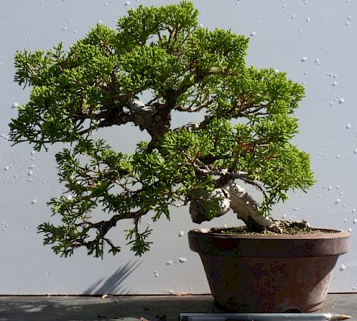 Gallery Ginepro (Juniperus chinensis) - ginepro-juniperus-chinensis.jpg