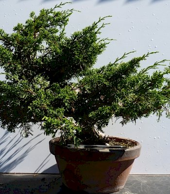 Ginepro (Juniperus chinensis)