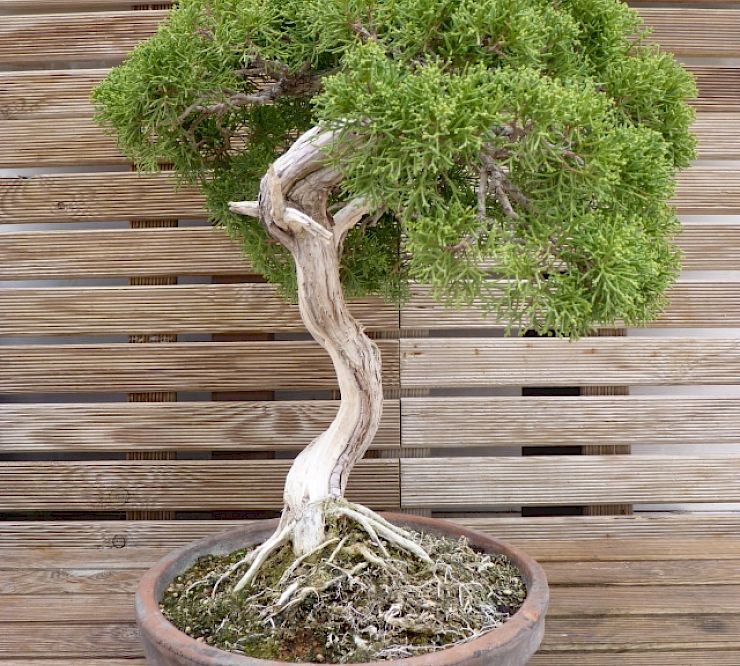 Gallery Ginepro (Juniperus chinensis) esemplare - ginepro-juniperus-chinensis-esemplare-1.jpg