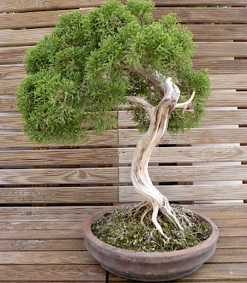 Ginepro (Juniperus chinensis) esemplare