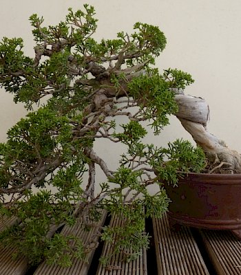 Ginepro a semicascata (Juniperus chinensis)