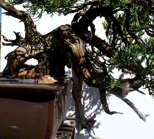Gallery Ginepro semicascata (Juniperus chinensis esemplare) - ginepro-semicascata-juniperus-chinensis-esemplare-1.jpg