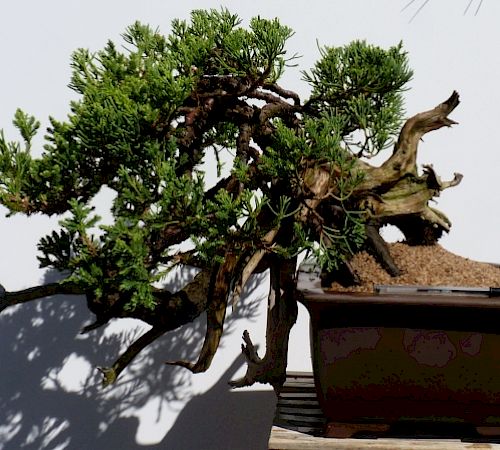 Gallery Ginepro semicascata (Juniperus chinensis esemplare) - ginepro-semicascata-juniperus-chinensis-esemplare-2.jpg