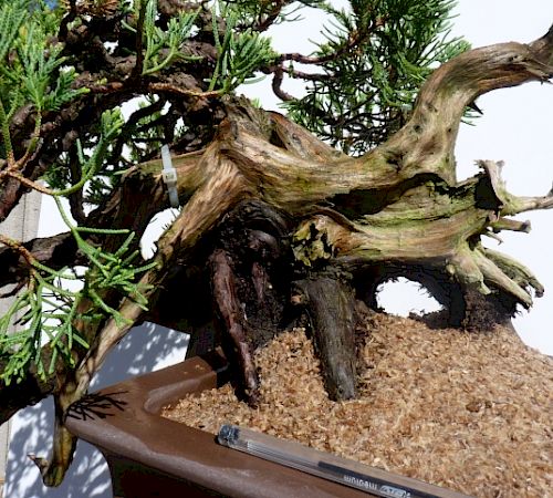 Gallery Ginepro semicascata (Juniperus chinensis esemplare) - ginepro-semicascata-juniperus-chinensis-esemplare-3.jpg