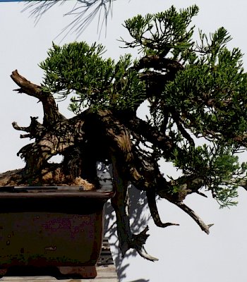 Ginepro semicascata (Juniperus chinensis esemplare)