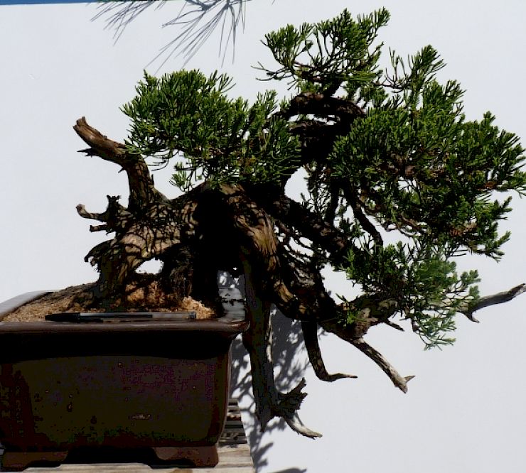 Gallery Ginepro semicascata (Juniperus chinensis esemplare) - ginepro-semicascata-juniperus-chinensis-esemplare.jpg