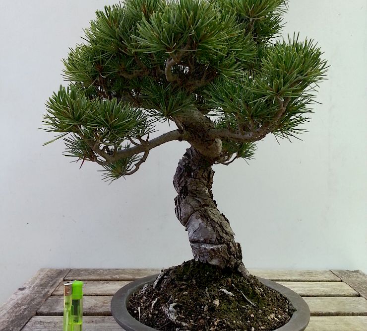 Gallery Pino a cinque aghi (Pinus Pentaphilla) - pino-a-cinque-aghi-pinus-pentaphilla-1.jpg