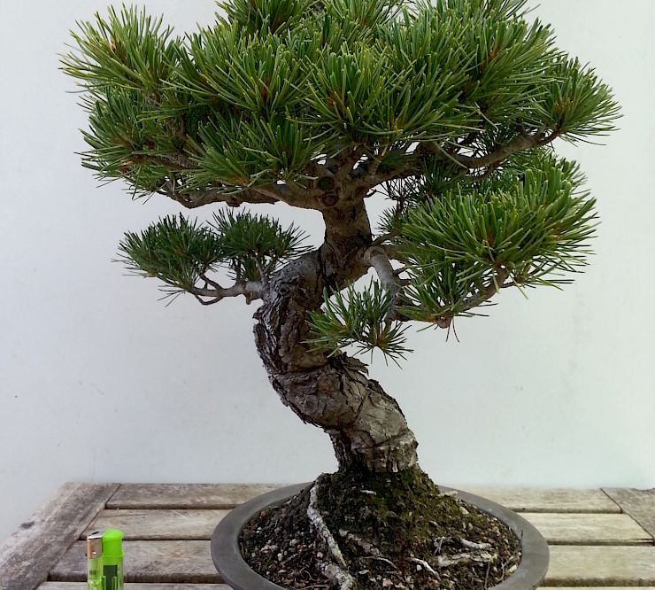 Gallery Pino a cinque aghi (Pinus Pentaphilla) - pino-a-cinque-aghi-pinus-pentaphilla-2.jpg