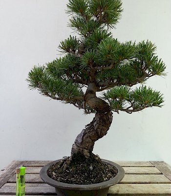 Pino a cinque aghi (Pinus Pentaphilla)
