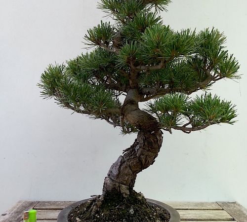 Gallery Pino a cinque aghi (Pinus Pentaphilla) - pino-a-cinque-aghi-pinus-pentaphilla.jpg