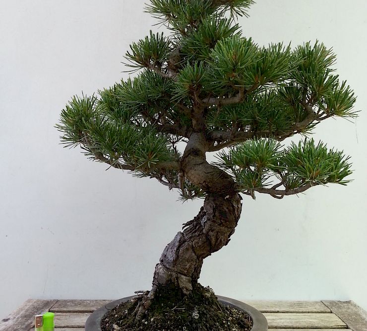 Gallery Pino a cinque aghi (Pinus Pentaphilla) - pino-a-cinque-aghi-pinus-pentaphilla.jpg