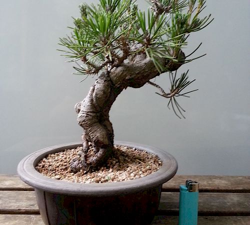 Gallery Pino nero giapponese (Pinus Thumbergii) - pino-nero-giapponese-pinus-thumbergii-1.jpg