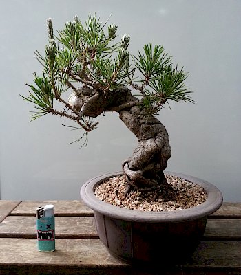Pino nero giapponese (Pinus Thumbergii)