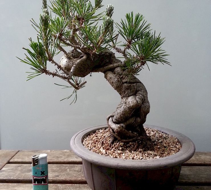 Gallery Pino nero giapponese (Pinus Thumbergii) - pino-nero-giapponese-pinus-thumbergii.jpg