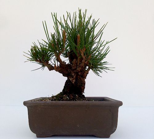 Gallery Pinus Thunbergii Corticosa - pinus-thunbergii-corticosa-1.jpg