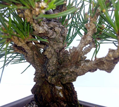 Gallery Pinus Thunbergii Corticosa - pinus-thunbergii-corticosa-3.jpg