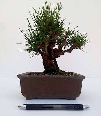 Pinus Thunbergii Corticosa