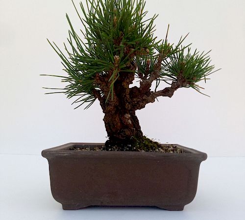 Gallery Pinus Thunbergii Corticosa - pinus-thunbergii-corticosa.jpg