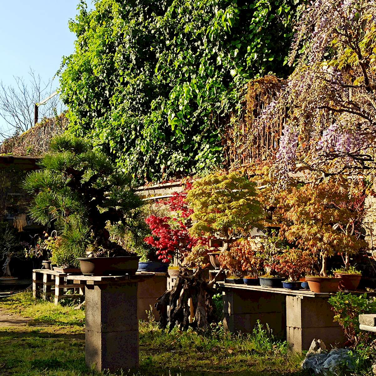 Negozio bonsai Roma | Japan Bonsai