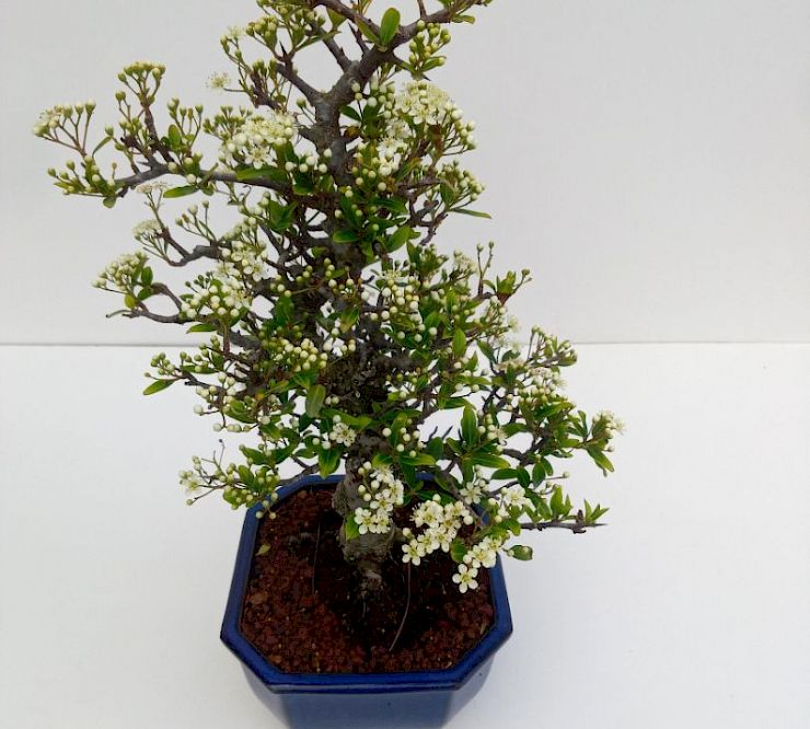 Gallery Pyracantha - pyracantha-3.jpg