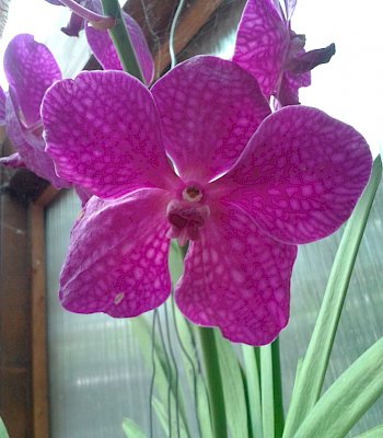 Vanda