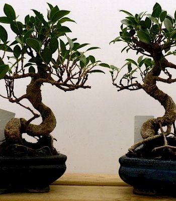 Ficus retusa