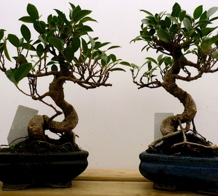 Gallery Ficus retusa - ficus-retusa.jpg