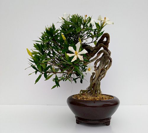 Gallery Gardenia - gardenia.jpg