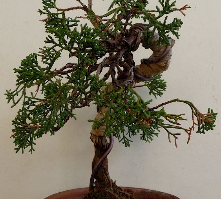 Gallery Ginepro (Juniperus chinensis) - ginepro-juniperus-chinensis.jpg