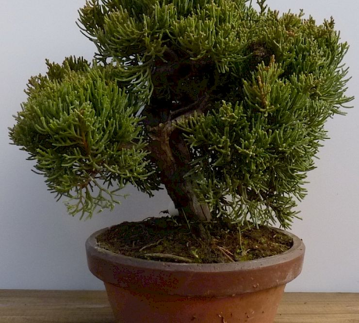 Gallery Ginepro (Juniperus chinensis) - ginepro-juniperus-chinensis-1.jpg