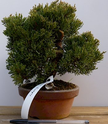 Ginepro (Juniperus chinensis)