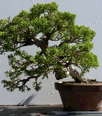 Ginepro (Juniperus chinensis)