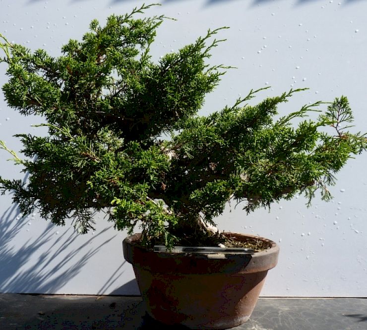 Gallery Ginepro (Juniperus chinensis) - ginepro-juniperus-chinensis.jpg