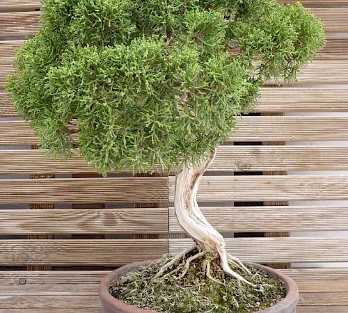 Gallery Ginepro (Juniperus chinensis) esemplare - ginepro-juniperus-chinensis-esemplare-3.jpg