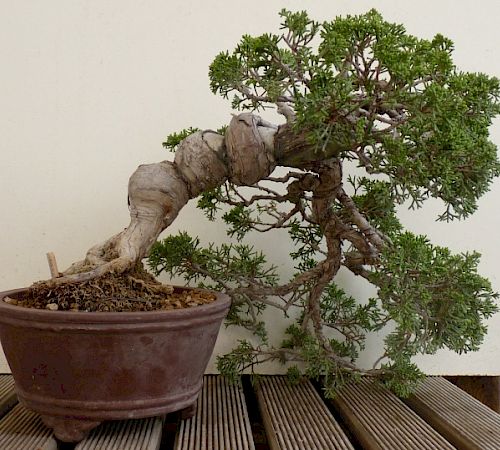 Gallery Ginepro a semicascata (Juniperus chinensis) - ginepro-a-semicascata-juniperus-chinensis-1.jpg