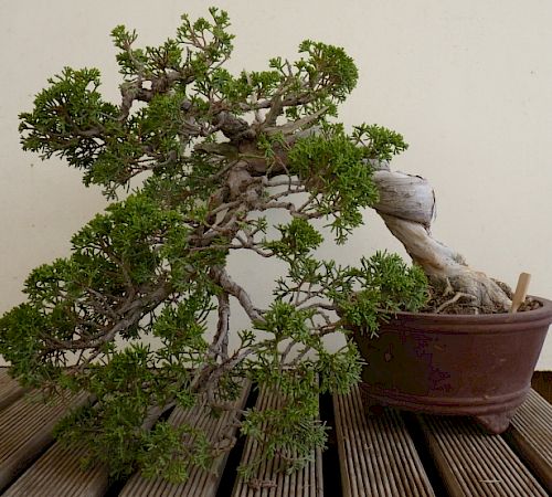 Gallery Ginepro a semicascata (Juniperus chinensis) - ginepro-a-semicascata-juniperus-chinensis.jpg