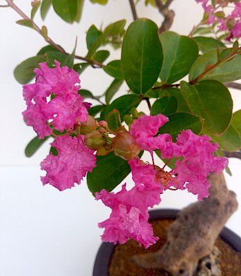 Lagerstroemia