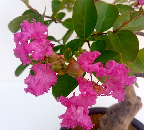 Gallery Lagerstroemia - lagerstroemia.jpg