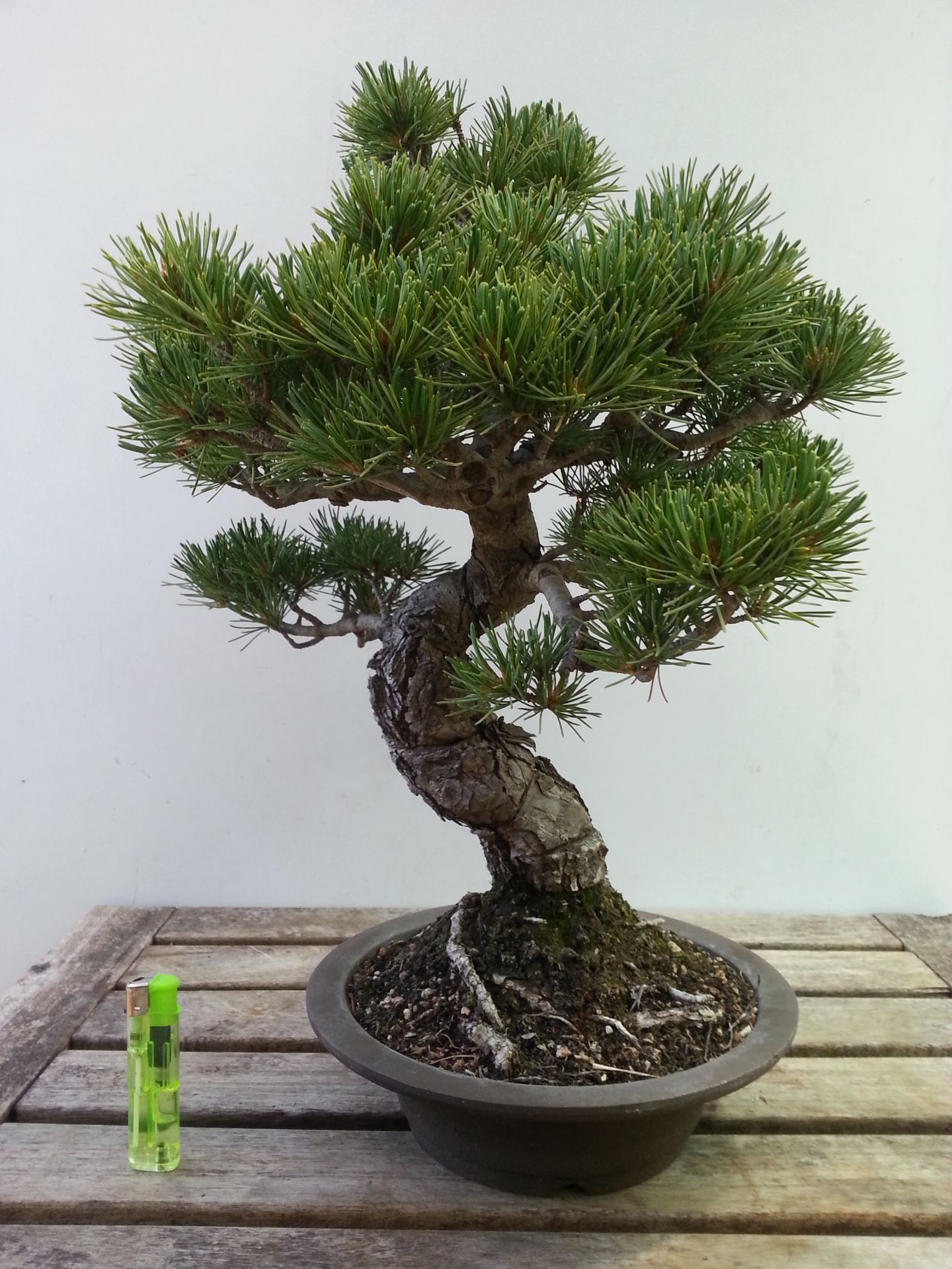 Quanti Aghi Ha Un Pino Bonsai