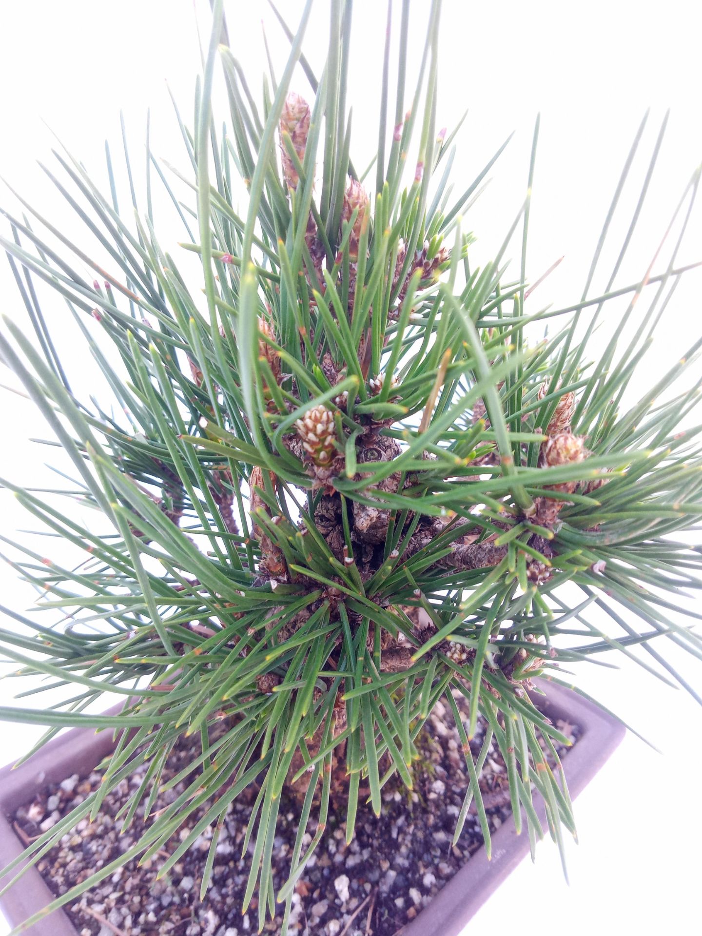 Pinus thunbergii, 64 cm, ± 25 anni, in un vaso rotto - Bonsai Plaza