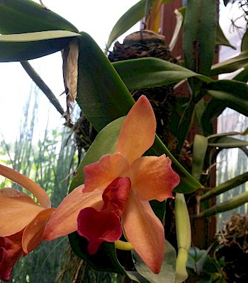 Cattleya